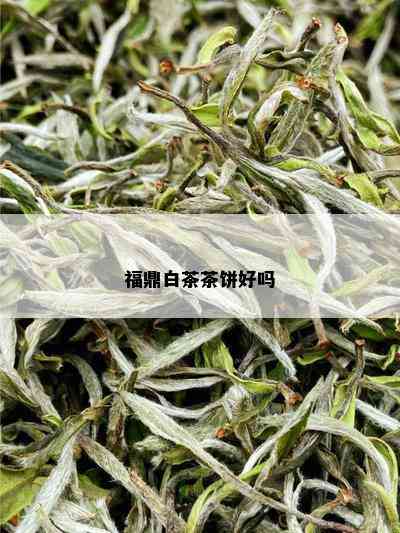 福鼎白茶茶饼好吗