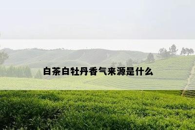 白茶白牡丹香气来源是什么