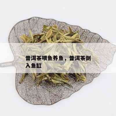 普洱茶喂鱼养鱼，普洱茶倒入鱼缸