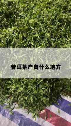 普洱茶产自什么地方