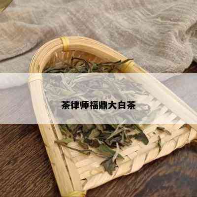 茶律师福鼎大白茶