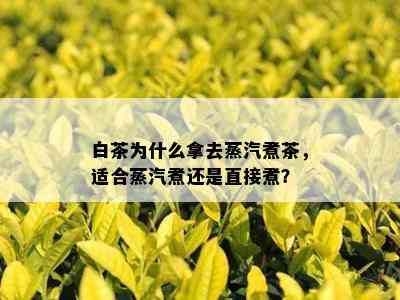 白茶为什么拿去蒸汽煮茶，适合蒸汽煮还是直接煮？