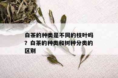 白茶的种类是不同的枝叶吗？白茶的种类和树种分类的区别