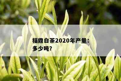 福鼎白茶2020年产量：多少吨？