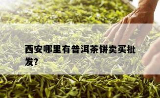 西安哪里有普洱茶饼卖买批发？