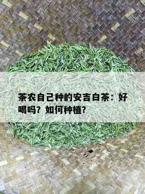 茶农自己种的安吉白茶：好喝吗？如何种植？