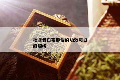 福鼎老白茶静悟的功效与口感解析