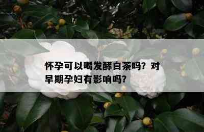 怀孕可以喝发酵白茶吗？对早期孕妇有影响吗？