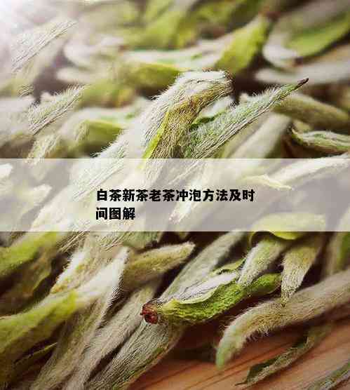 白茶新茶老茶冲泡方法及时间图解