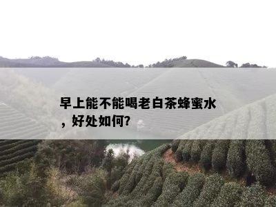 早上能不能喝老白茶蜂蜜水，好处如何？