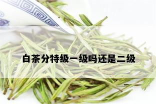 白茶分特级一级吗还是二级