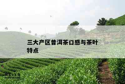 三大产区普洱茶口感与茶叶特点