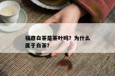 福鼎白茶是茶叶吗？为什么属于白茶？