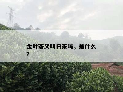 金叶茶又叫白茶吗，是什么？