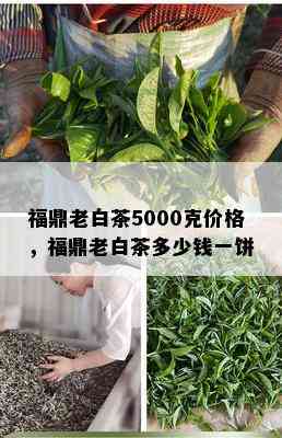 福鼎老白茶5000克价格，福鼎老白茶多少钱一饼