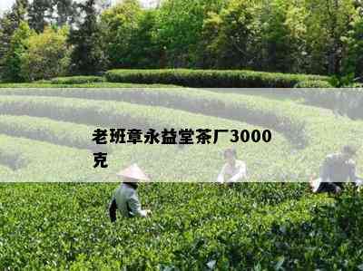 老班章永益堂茶厂3000克