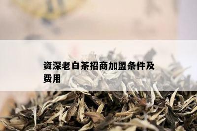 资深老白茶招商加盟条件及费用