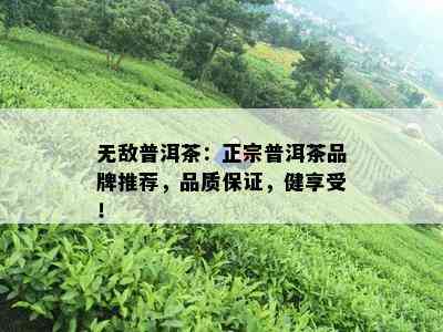 无敌普洱茶：正宗普洱茶品牌推荐，品质保证，健享受！