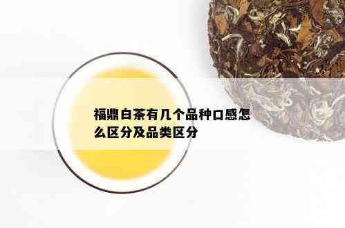 福鼎白茶有几个品种口感怎么区分及品类区分