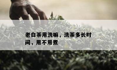 老白茶用洗嘛，洗茶多长时间，用不用煮