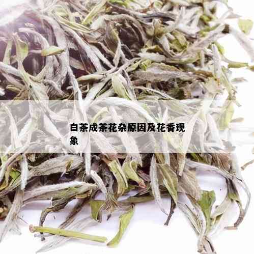 白茶成茶花杂原因及花香现象