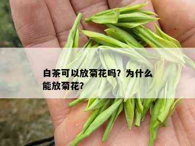 白茶可以放菊花吗？为什么能放菊花？