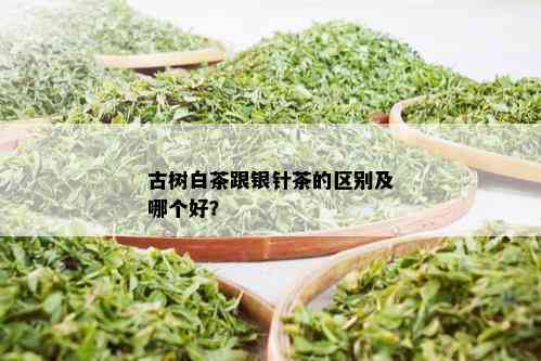 古树白茶跟银针茶的区别及哪个好？