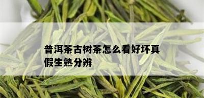 普洱茶古树茶怎么看好坏真假生熟分辨