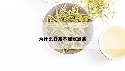 为什么白茶不建议煮茶