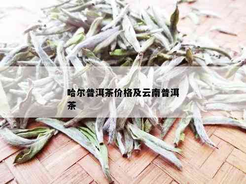 哈尔普洱茶价格及云南普洱茶