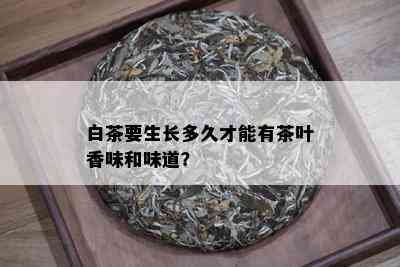 白茶要生长多久才能有茶叶香味和味道？