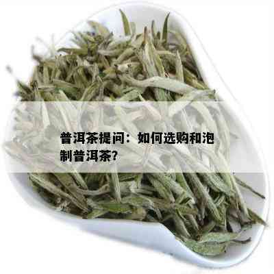 普洱茶提问：如何选购和泡制普洱茶？