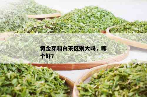 黄金芽和白茶区别大吗，哪个好？