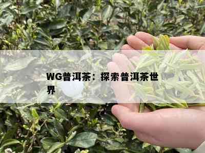 WG普洱茶：探索普洱茶世界