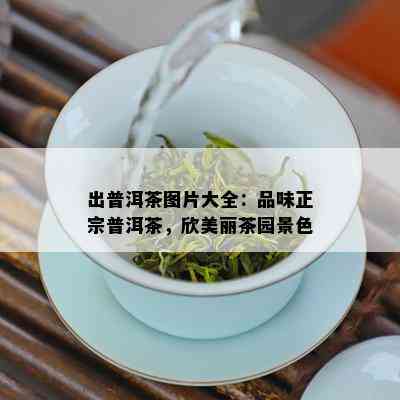 出普洱茶图片大全：品味正宗普洱茶，欣美丽茶园景色