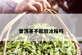 普洱茶不能放冰箱吗