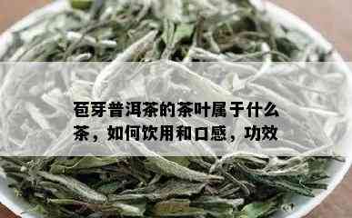 苞芽普洱茶的茶叶属于什么茶，如何饮用和口感，功效