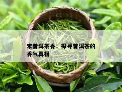 末普洱茶香：探寻普洱茶的香气真相