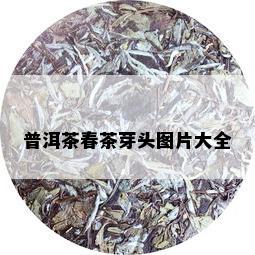 普洱茶春茶芽头图片大全