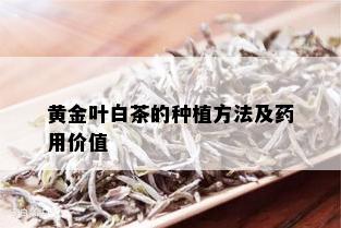 黄金叶白茶的种植方法及用价值