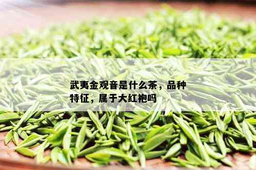 武夷金观音是什么茶，品种特征，属于大红袍吗