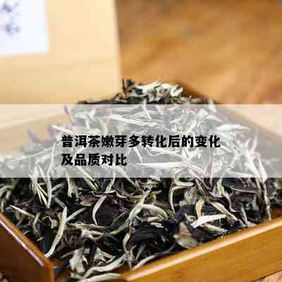 普洱茶嫩芽多转化后的变化及品质对比