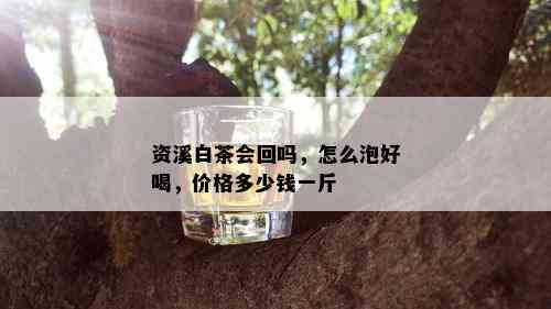 资溪白茶会回吗，怎么泡好喝，价格多少钱一斤