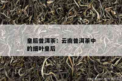 皇后普洱茶：云南普洱茶中的细叶皇后