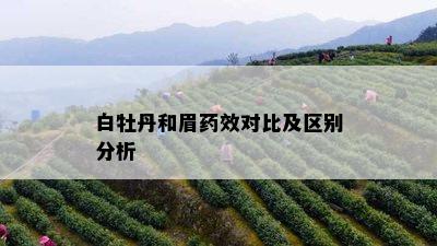 白牡丹和眉效对比及区别分析