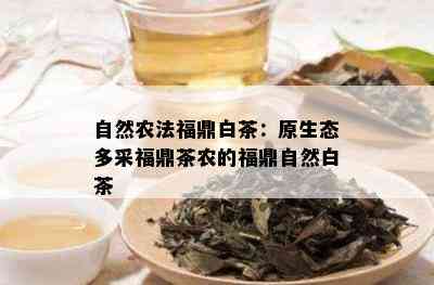 自然农法福鼎白茶：原生态多采福鼎茶农的福鼎自然白茶