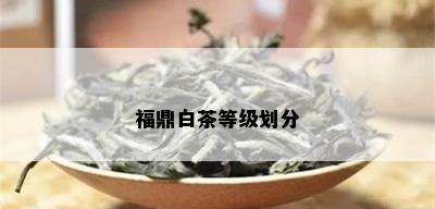 福鼎白茶等级划分