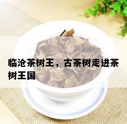 临沧茶树王，古茶树走进茶树王国