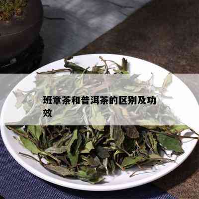 班章茶和普洱茶的区别及功效