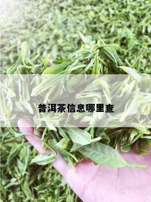 普洱茶信息哪里查